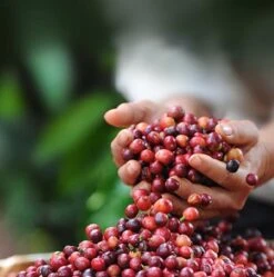 Nescafé Dolce Gusto Cappuccino Capsules - 90 Koffiecups -Koffiehuis 1190x1200 2