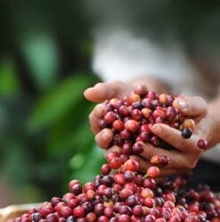 Nescafé Dolce Gusto Cortado Espresso Macchiato Capsules - 90 Koffiecups -Koffiehuis 1192x1200