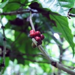 Kopi Luwak Koffie. 35 Gram Ongemalen Bonen. Direct Trade. Single Origin. The Original By Rich.Exclusive. -Koffiehuis 1200x1200 135