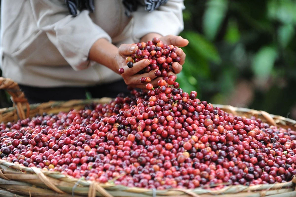 Nescafé Gold Espresso Oploskoffie - 6 Potten à 100 Gram 8 Nescafé Gold Espresso Oploskoffie - 6 Potten à 100 Gram - Afbeelding 6