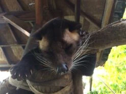 Kopi Luwak Koffie. 35 Gram Ongemalen Bonen. Direct Trade. Single Origin. The Original By Rich.Exclusive. -Koffiehuis 1200x900 3